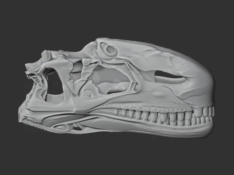 Dilophosaurus Skull 3D Model
