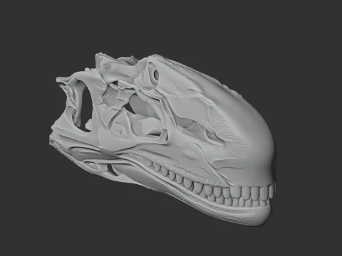 Dilophosaurus Skull 3D Model