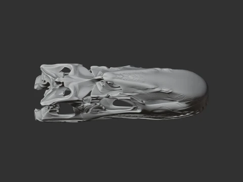 Dilophosaurus Skull 3D Model