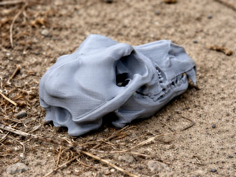 Dingo Skull 3D Model