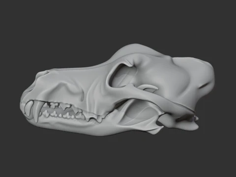 Dingo Skull 3D Model