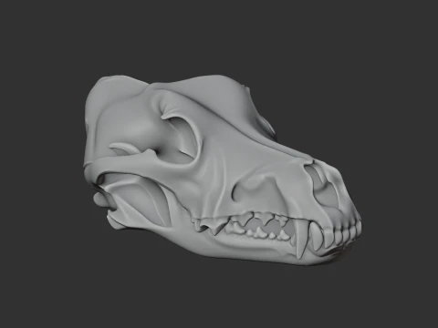 Dingo Skull 3D Model
