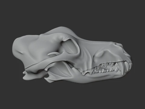 Dingo Skull 3D Model