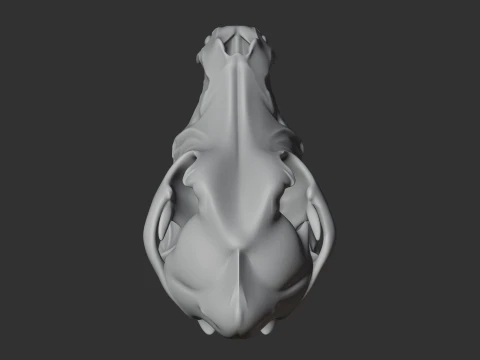 Dingo Skull 3D Model