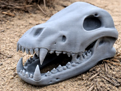ダイアウルフのスカル 3Dモデル