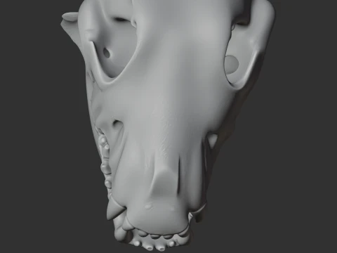 Dire Wolf Skull 3D Model