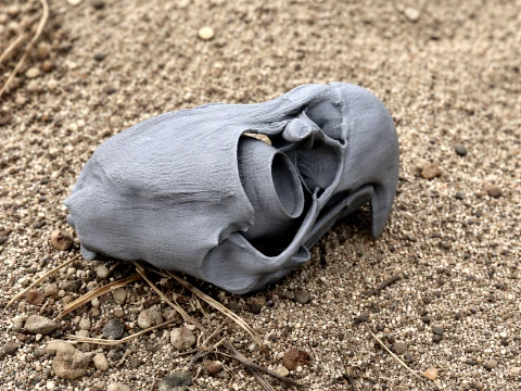 イーグルスカル 3Dモデル
