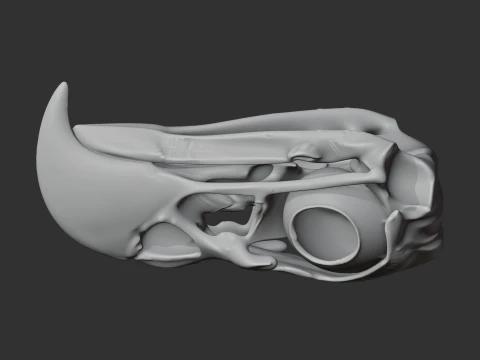 Eagle Skull 3D Model