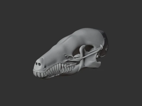 Eastern Mole Skull 3D Model