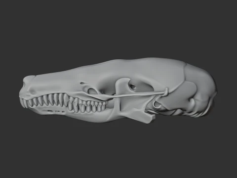 Eastern Mole Skull 3D Model