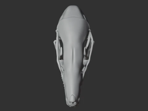 Eastern Mole Skull 3D Model