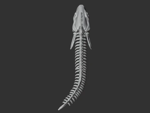 Electric Eel Skull 3D Model