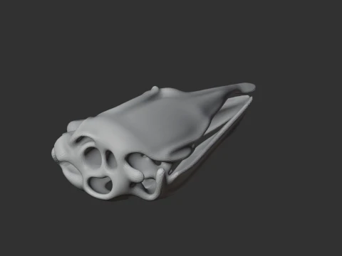Elephant Bird Aepyornis Skull 3D Model