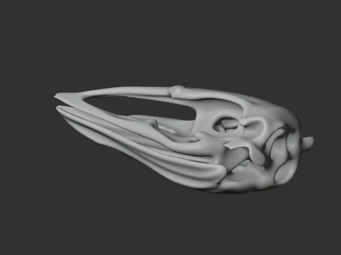 Elephant Bird Aepyornis Skull 3D Model
