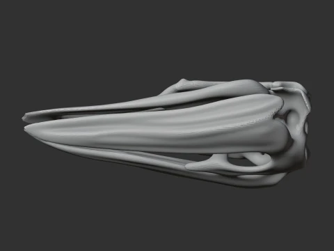 Elephant Bird Aepyornis Skull 3D Model