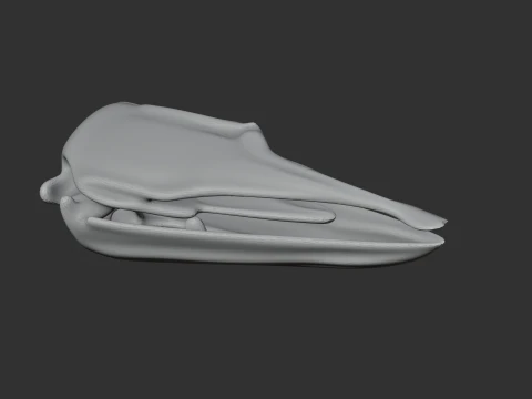 Elephant Bird Aepyornis Skull 3D Model