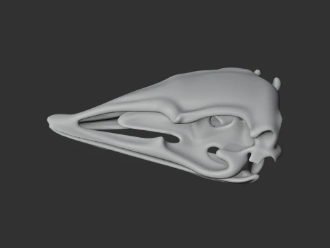 Elephant Bird Aepyornis Skull 3D Model