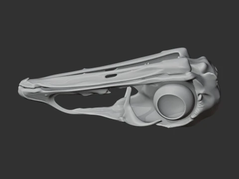 Emu Skull 3D Model