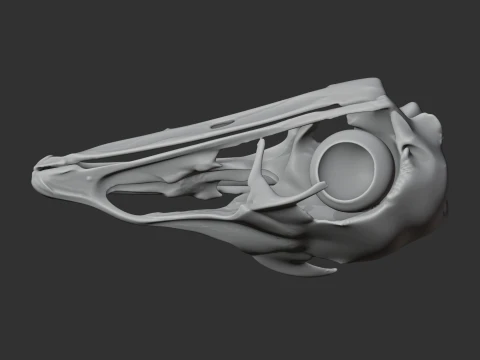 Emu Skull 3D Model