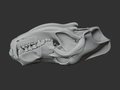 Eurasian Wolf Skull 3D Model
