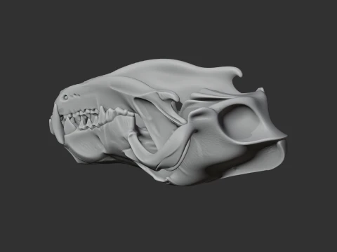 Eurasian Wolf Skull 3D Model