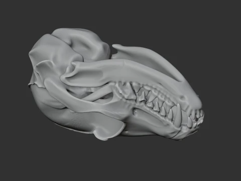 Fennec Fox Skull 3D Model