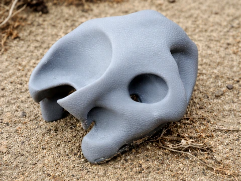 Galapagos Tortoise Skull 3Dモデル