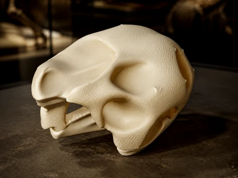 Galpagos Tortoise Skull 3Dモデル