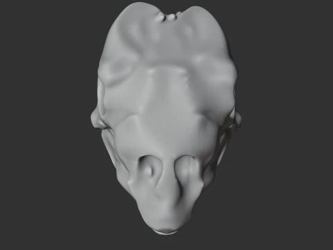 Gastonia Skull 3D Model