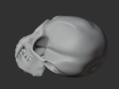 Gibbon Skull 3D Model