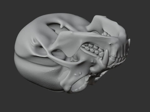 Gibbon Skull 3D Model