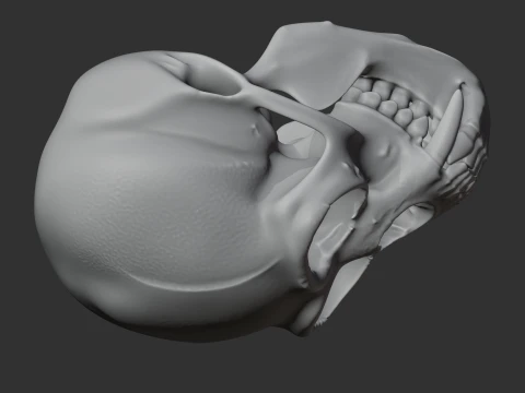 Gibbon Skull 3D Model