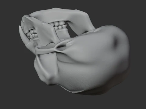 Gibbon Skull 3D Model
