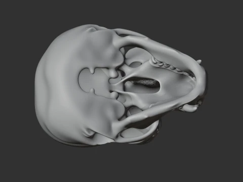 Gibbon Skull 3D Model