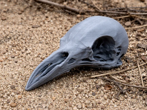 Greater Bird-of-paradise Skull 3Dモデル