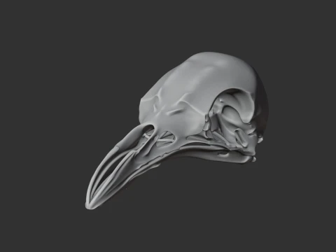 Greater Bird-of-paradise Skull 3D Model