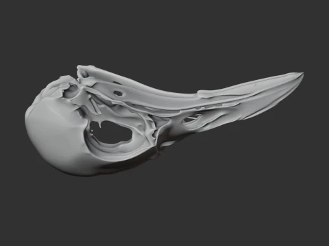 Greater Bird-of-paradise Skull 3D Model