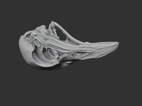 Greater Bird-of-paradise Skull 3D Model
