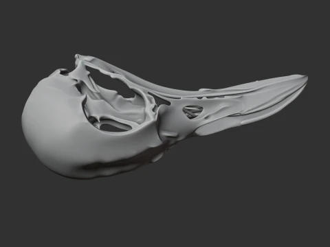Greater Bird-of-paradise Skull 3D Model