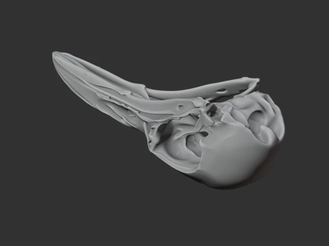 Greater Bird-of-paradise Skull 3D Model