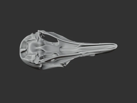 Greater Bird-of-paradise Skull 3D Model