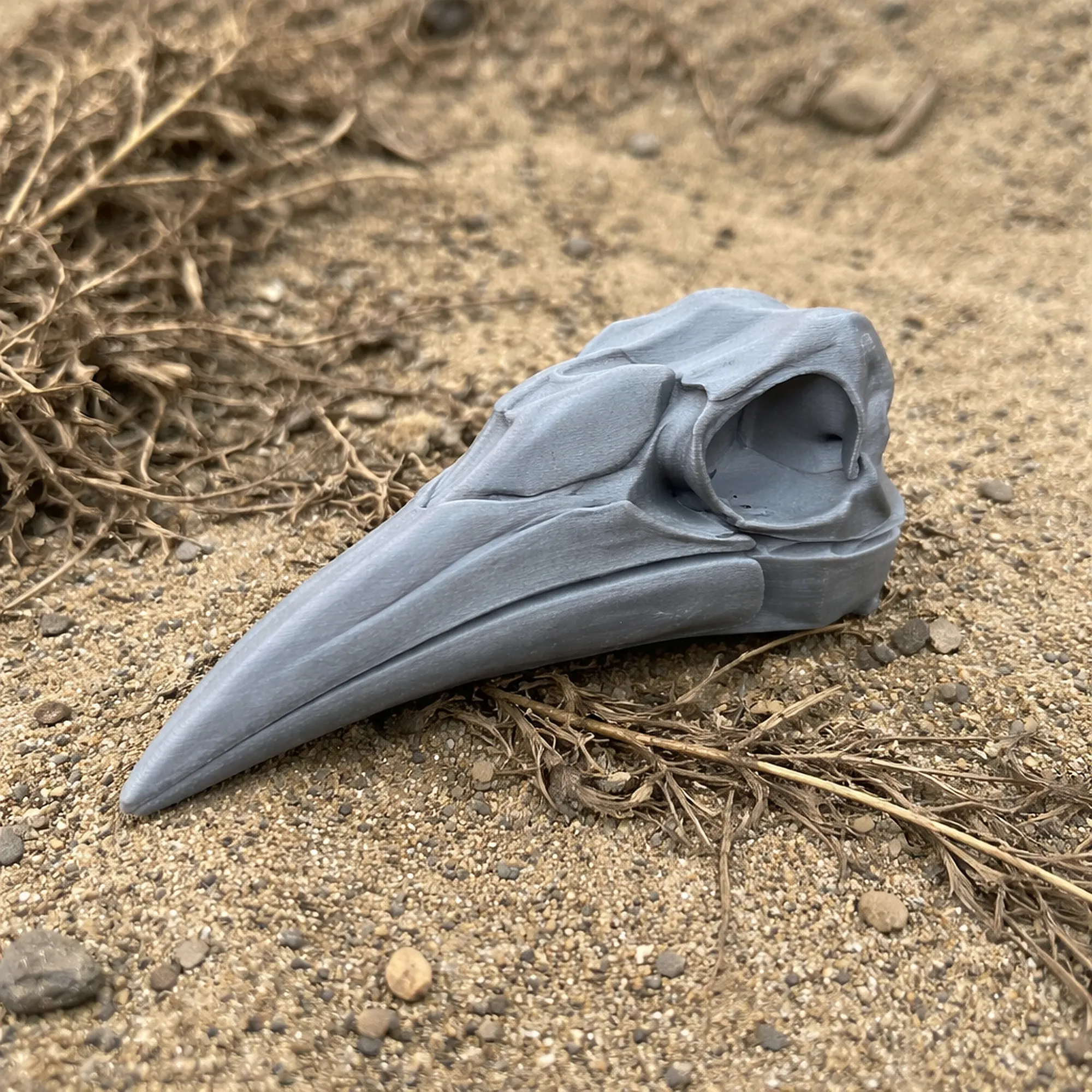 Ground Hornbill Skull 3D Model .c4d .max .obj .3ds .fbx .stl .blend