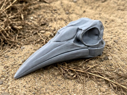 Ground Hornbill Skull 3Dモデル