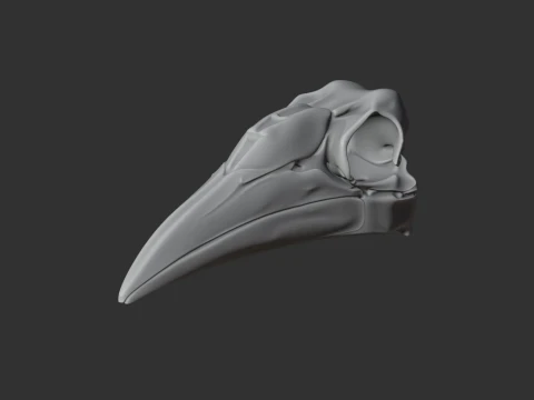 Ground Hornbill Skull 3D Model