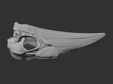 Ground Hornbill Skull 3D Model