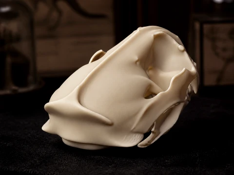 Giant Otter Shrew Skull 3D Model