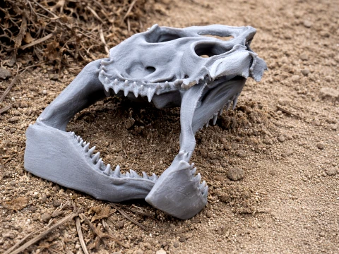 Great White Shark Skull 3D Model