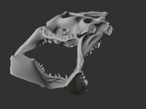 Great White Shark Skull 3D Model