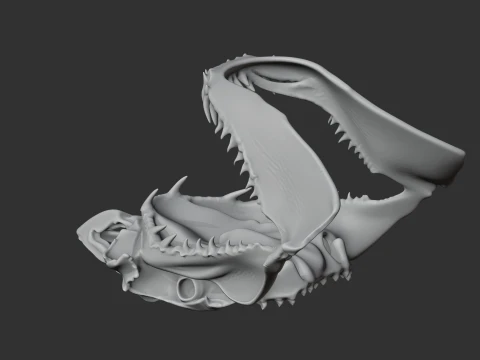 Great White Shark Skull 3D Model