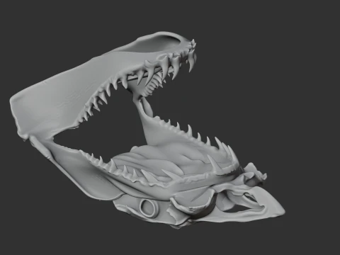 Great White Shark Skull 3D Model